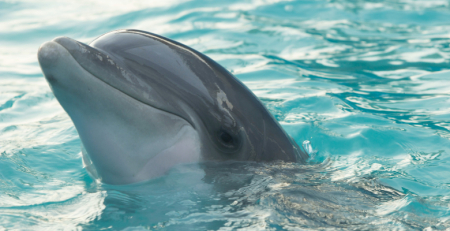 Investigadores identificam lesões semelhantes às causadas pelo Alzheimer em cetáceos