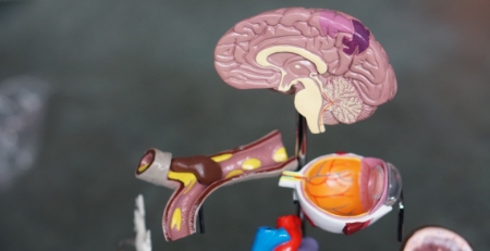 COVID-19: cérebro de alguns doentes pode envelhecer até dez anos